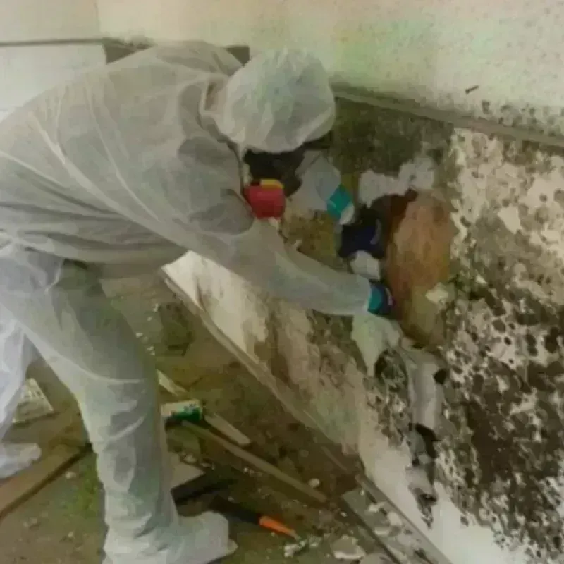 Mold Remediation and Removal in New Brighton, MN